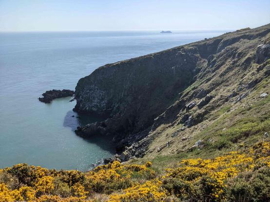 Yellow gorse in foreground gives way to cliffs dropping sharply into a cove, seabirds nesting in the cliffs. Blue sea beyond, and a ferry on the horizon heading towards the port at Dun Laoghaire