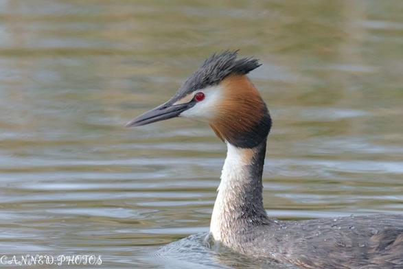Great crested grebe with distinctive plumage and red eyes swimming in water.