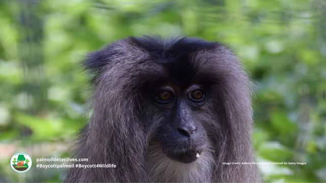 Magnificent Lion-tailed #Macaques 🐒🐵 of Western Ghats #India 🇮🇳🪷 are #endangered. They are hemmed in on all sides by #palmoil 🌴🔥 #deforestation. Fight for them when you shop and #Boycottpalmoil #Boycott4Wildlife 🌴🩸☠️🧐🙊⛔️ @palmoildetect https://wp.me/pcFhgU-72o?utm_source=mastodon&utm_medium=Palm+Oil+Detectives&utm_campaign=publer