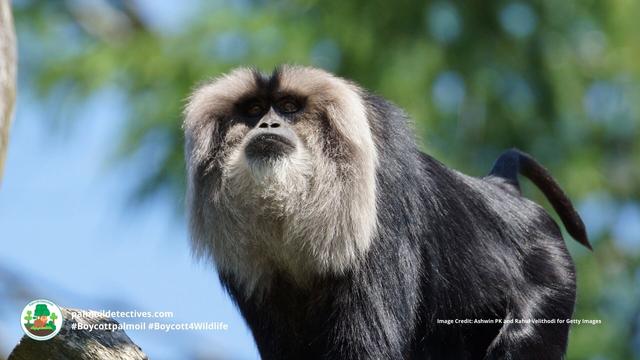 Magnificent Lion-tailed #Macaques 🐒🐵 of Western Ghats #India 🇮🇳🪷 are #endangered. They are hemmed in on all sides by #palmoil 🌴🔥 #deforestation. Fight for them when you shop and #Boycottpalmoil #Boycott4Wildlife 🌴🩸☠️🧐🙊⛔️ @palmoildetect https://wp.me/pcFhgU-72o?utm_source=mastodon&utm_medium=Palm+Oil+Detectives&utm_campaign=publer