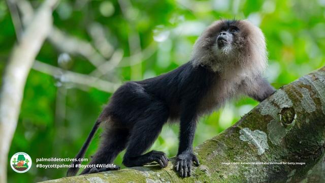 Magnificent Lion-tailed #Macaques 🐒🐵 of Western Ghats #India 🇮🇳🪷 are #endangered. They are hemmed in on all sides by #palmoil 🌴🔥 #deforestation. Fight for them when you shop and #Boycottpalmoil #Boycott4Wildlife 🌴🩸☠️🧐🙊⛔️ @palmoildetect https://wp.me/pcFhgU-72o?utm_source=mastodon&utm_medium=Palm+Oil+Detectives&utm_campaign=publer