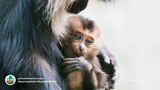 Magnificent Lion-tailed #Macaques 🐒🐵 of Western Ghats #India 🇮🇳🪷 are #endangered. They are hemmed in on all sides by #palmoil 🌴🔥 #deforestation. Fight for them when you shop and #Boycottpalmoil #Boycott4Wildlife 🌴🩸☠️🧐🙊⛔️ @palmoildetect https://wp.me/pcFhgU-72o?utm_source=mastodon&utm_medium=Palm+Oil+Detectives&utm_campaign=publer