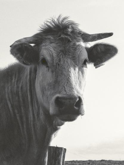 A close-up of a cow's head