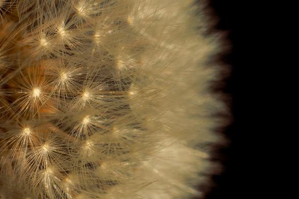 macro shot of a common dandelion seedhead