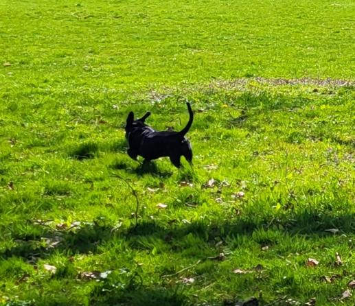 Black dog jumping on a meadow