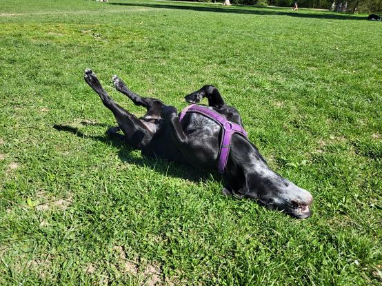 Black dog rolling on his back on grass