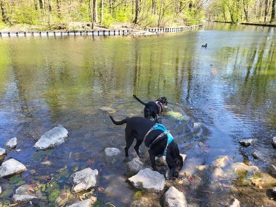Two black dogs in a flat large pond
