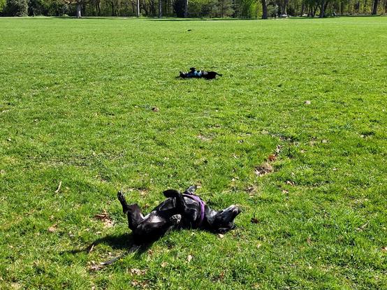 Two black dogs rolling on grass