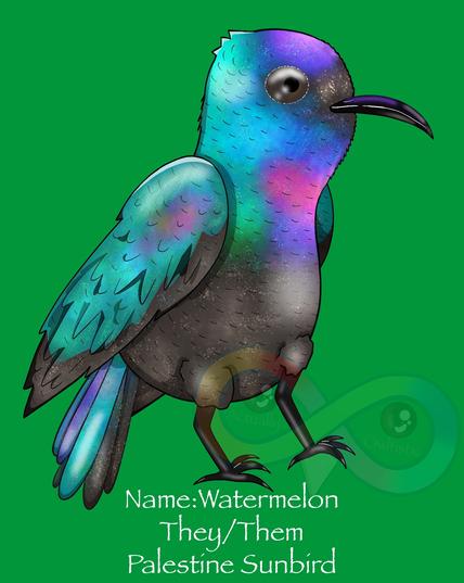 Plain green background. Their body is teal on top, gray brown on the bottom, with purple, blue, and fuchsia highlights.
Beak is dark with purple highlights. Eyes are dark. Feet are black. 
They are shimmering all over.
White text: Name: Watermelon. They/Them. Palestine Sunbird. There is a watermark of the Actually Owltistic logo, which is a rainbow infinity sign with a black and brown eye in each of the two centers. Under the eyes in pastel brown text reads "Actually" and "Owltistic".