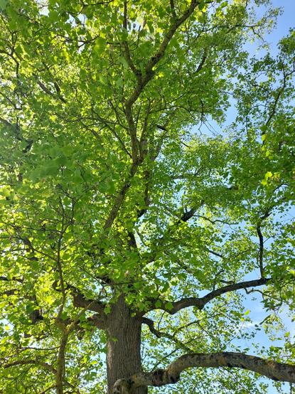 Un arbre complètement revenu à la vie printanière