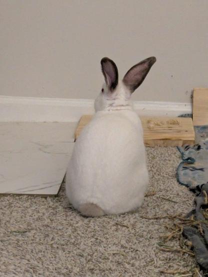 a white rabbit with brown ears facing away from the camera showing his bunny butt