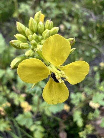 Eine vierblättrige gelbe Senfblüte in der Bildmitte. In ihrer Mitte ein schwarzes Insekt. Direkt dahinter eine Dolde voller Knospen. Unscharf drumherum die Blätter der Senfpflanzen, Wiese, dazwischen freie Flächen trockener Erde.