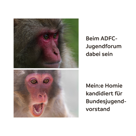 Emotionslos starrender Japanmakak (Affenart): 
Beim ADFC-Jugendforum dabei sein.

Erstaunt schauender Japanmakak mit weit offenem Mund: 
Mein*e Homie kandidiert für Bundesjugendvorstand.