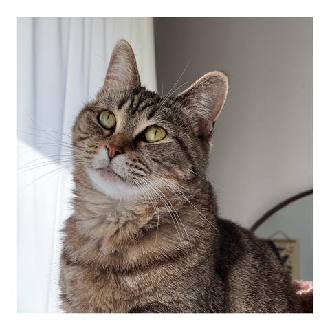 A tabby cat with soft brown and gray striped fur gazes upward with wide yellow-green eyes, sitting near a window with white curtains and a softly lit room in the background.
