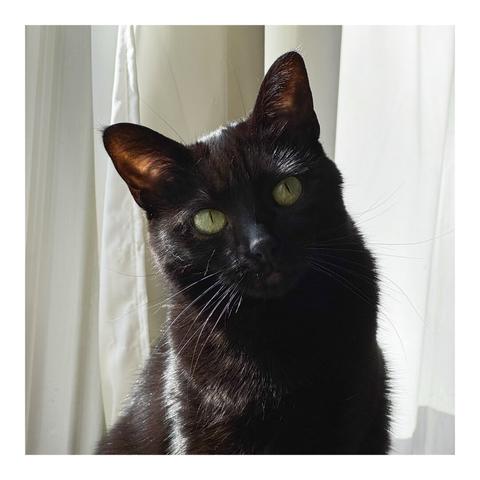 A sleek black cat with shiny fur and piercing yellow-green eyes sits in front of white curtains, tilting its head slightly to one side as sunlight highlights its glossy coat.