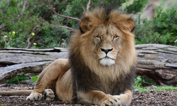 Un león en un parque natural de Australia (Getty Images)
