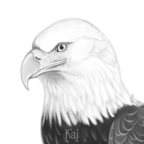 A black and white sketch of an adult male bald eagle from the breast up.