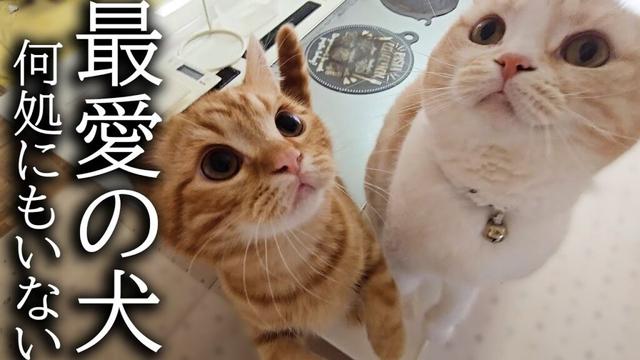 犬を預けたら寂しくて子猫と先住猫が大泣きして家中探し回ってます...