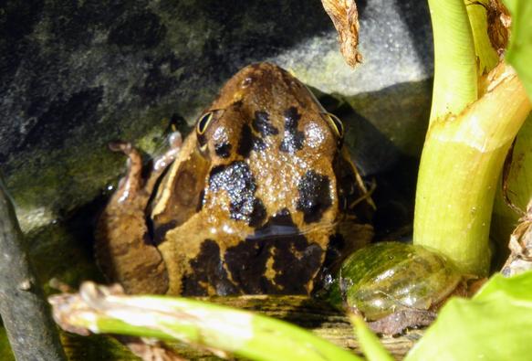 The head of a European Brown frog is sticking out of the water at the edge of a pond. The frog is yellowish brown with black mottling and has one front foot against the side of the pond. A water snail is sneaking past behind him. Peace Lily shoots frame the tableau.