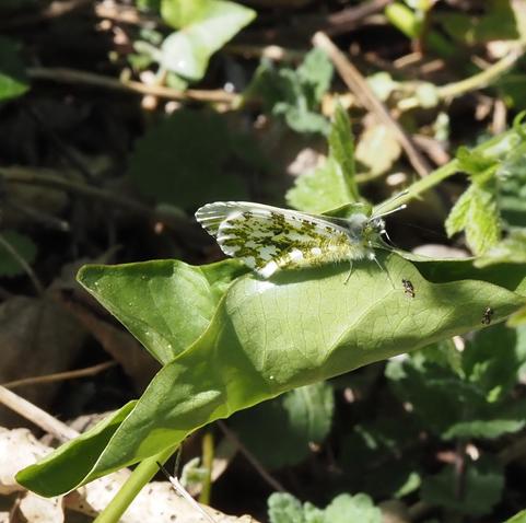 A side view, tilted from above. The butterfly has a body of white velvet with white tufts. The head is white but the eyes are mottled white and green. The visible wing has vaguely rectangular splashes of green which gradually thin out to the tip, where there is a light shading of grey.the mottling brings to mind the markings of a common frog