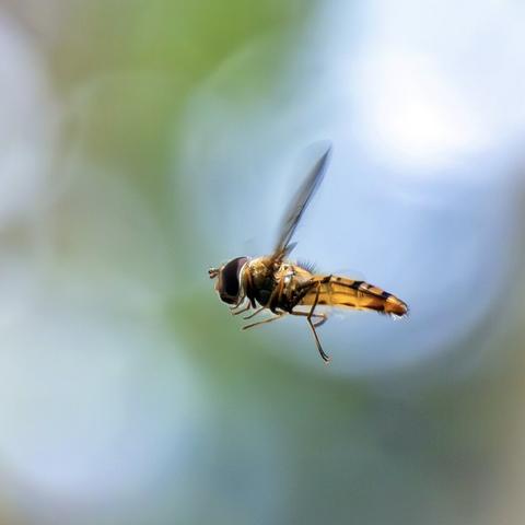 𝗣𝗶𝗰𝘁𝘂𝗿𝗲 𝗗𝗲𝘀𝗰𝗿𝗶𝗽𝘁𝗶𝗼𝗻 (𝗘𝗻𝗴): You can see a fairly close-up image of a hoverfly, a syrphid, flying, currently hovering in the air for a few seconds, which has allowed the photographer, with a lot of luck, to take a picture. The fly flies to the left.

𝗗𝗲𝘀𝗰𝗿𝗶𝗽𝗰𝗶𝗼́𝗻 (𝗘𝘀𝗽): Se ve una imagen bastante cercana de una mosca cernidora, un sírfido, volando, congelada en el aire durante unos segundos, lo que ha permitido al fotógrafo, con mucha suerte, tomar una imagen. La mosca vuela hacia la izquierda.