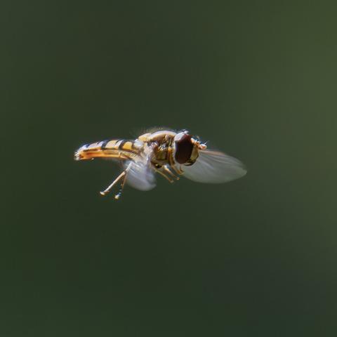 𝗣𝗶𝗰𝘁𝘂𝗿𝗲 𝗗𝗲𝘀𝗰𝗿𝗶𝗽𝘁𝗶𝗼𝗻 (𝗘𝗻𝗴): You can see a fairly close-up image of a hoverfly, a syrphid, flying, currently hovering in the air for a few seconds, which has allowed the photographer, with a lot of luck, to take a picture. The fly flies to the right.

𝗗𝗲𝘀𝗰𝗿𝗶𝗽𝗰𝗶𝗼́𝗻 (𝗘𝘀𝗽): Se ve una imagen bastante cercana de una mosca cernidora, un sírfido, volando, congelada en el aire durante unos segundos, lo que ha permitido al fotógrafo, con mucha suerte, tomar una imagen. La mosca vuela hacia la derecha.