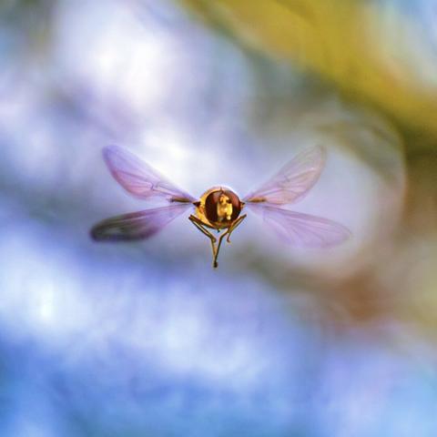 𝗣𝗶𝗰𝘁𝘂𝗿𝗲 𝗗𝗲𝘀𝗰𝗿𝗶𝗽𝘁𝗶𝗼𝗻 (𝗘𝗻𝗴): You can see a fairly close-up image of a hoverfly, a syrphid, flying, currently hovering in the air for a few seconds, which has allowed the photographer, with a lot of luck, to take a picture. The fly flies towards us.

𝗗𝗲𝘀𝗰𝗿𝗶𝗽𝗰𝗶𝗼́𝗻 (𝗘𝘀𝗽): Se ve una imagen bastante cercana de una mosca cernidora, un sírfido, volando, congelada en el aire durante unos segundos, lo que ha permitido al fotógrafo, con mucha suerte, tomar una imagen. La mosca vuela hacia nosotros.