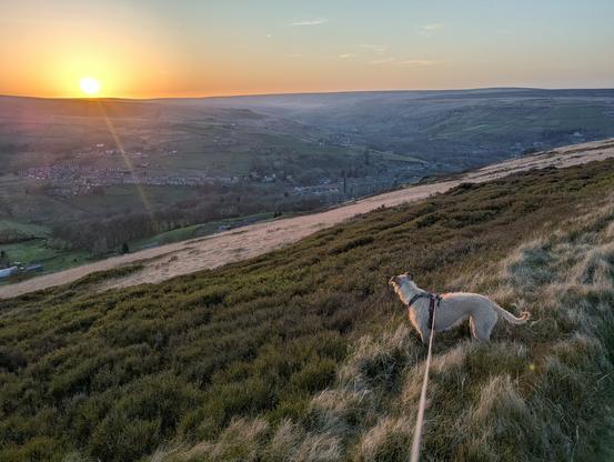 Vista out over a moorland valley at sunset, with a village spreading out on the other side of the valley.  Sun just about to go down behind the hilltop opposite.  Dog (terrietr x  whippet) looking out across the valley.