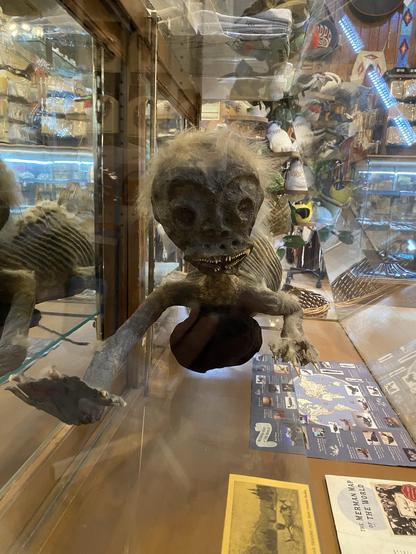 A peculiar display of what appears to be a taxidermy creature, resembling an alien or mythical being, is housed in a glass case. The figure has a distinct head with large eyes, a small mouth filled with jagged teeth, and sparse hair. It is seriously fugly.