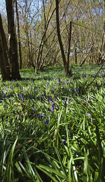 #SomeBluebells...