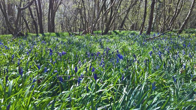 #MoreBluebells...