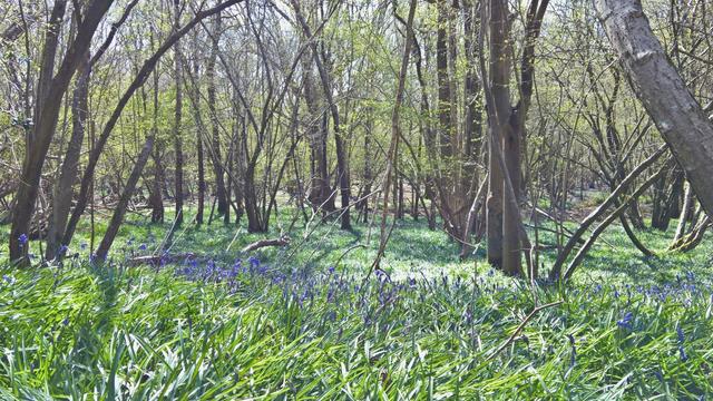 #MoreBluebells...