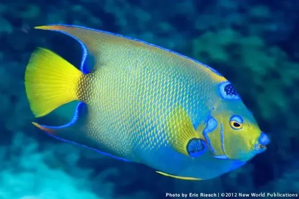 A photo of a silver, blue, and yellow fish in the ocean, with blurry coral in the background. The image is credited in the bottom right corner