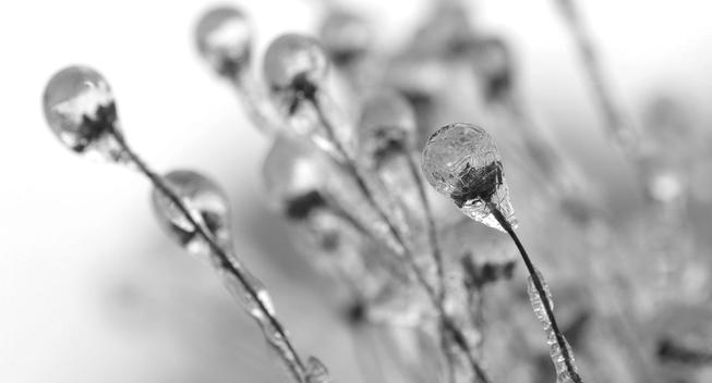 Macro photograph in black and white of dead but still standing tickseed flowers (Coreopsis), all covered in a layer of very clear i c e into the shape of lollipops. The light is shining through.