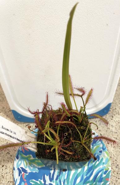A small pot of several carnivorous plants with slender, reddish stems and sticky, hair-like appendages protruding from the leaves, set on a colorful plate. Included in the pot is a pitcher plant and two species of sundew.