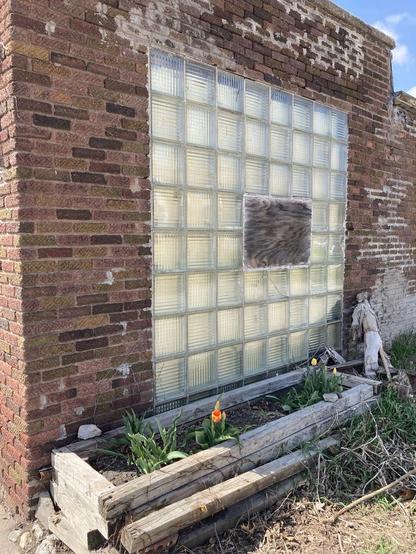 Beside the glass block alley-side window of a brick building is a simple planting box made of landscape timbers.  In the box a few tulip plants have survived and are beginning to bloom.