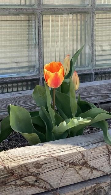This orange and yellow tulip is catching some early afternoon sunshine and seems to glow.