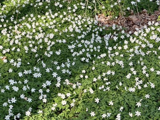 A close-up of the windflowers.