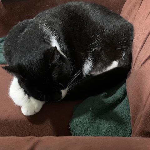 An extremely tidy tuxedo cat shows off all three of her perfect paws, napping on an armchair.
