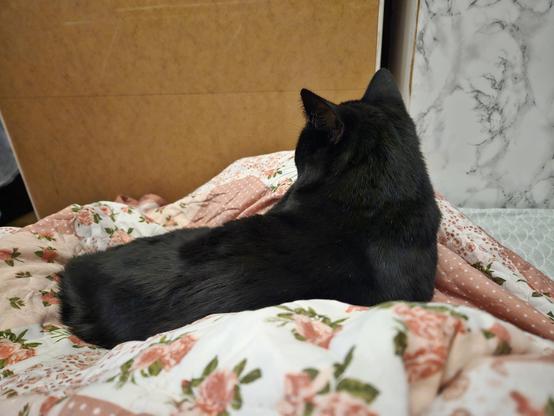 Alea the Black Cat curled up on my lao with her back to the camera. If she looks grumpy it's because I freed my right hand to write this toot and alt-text.