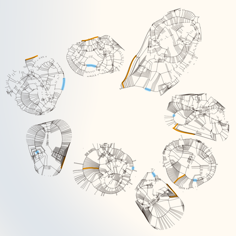 Code generated design with 8 shapes arranged around the center. One of the shapes seems to be arriving late to the party. The shapes are made out of many almost-straight thin dark curves, looking like some kind of digital cellular organisms crossed with city plans. In each shape two strokes are highlighted: one with light blue and another with orange.