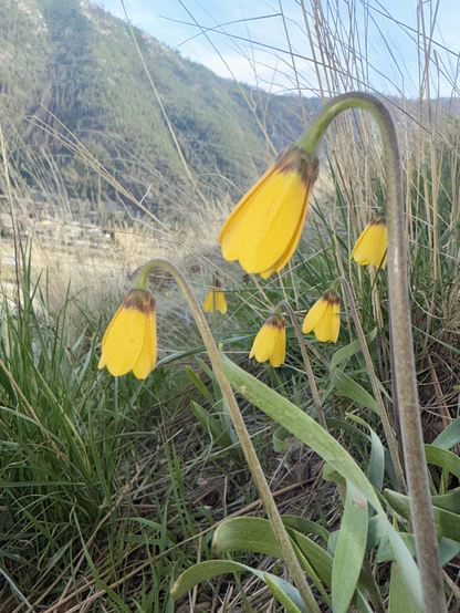 Yellow bell flowers up close with grass and mountains in the background