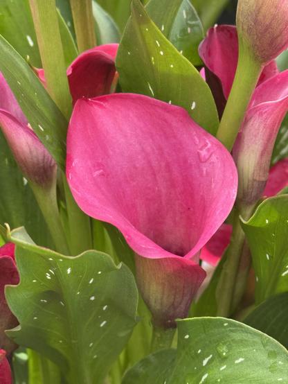 A brilliant deep pink calla lily is right in the middle of the photo, surrounded by its beautiful green leaves, which are speckled with grey dots.  Some other touches of that wild almost magenta color is behind this bloom, as other blossoms think about unfurling.

This one, though... it's open.  The bottom of the blossom is faintly green and veined a bit, then it unwraps as the flower opens above it, into that classic flame-like shape.

One of my favs.