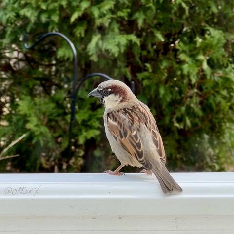 A little brown bird standing on the white railing of the kitchen door step, while his body faces away, he’s turned his neck to left to look back to eye this way. His wings are beautiful streaks of brown, dark brown and cream. Looks as strong as a miniature hawk. The evergreen tree across my flowerbed is the backdrop.