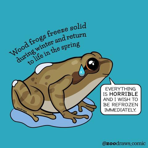 Alt text: Meme from ZooDraws comics shows frog thawing with caption, "Wood frogs freeze solid during the winter and return to life in the spring". The frog is saying, "Everything is horrible and I wish to be refrozen immediately".