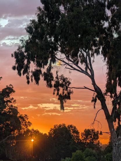 This image captures a serene sunrise scene with a prominent tree in the foreground. The sky is painted with hues of orange, pink, and purple, creating a beautiful gradient as the sun sets on the horizon. The silhouette of the tree, with its sprawling branches, adds a dramatic element to the composition. The presence of streetlights and additional trees in the background suggests an urban park or a residential area. The overall mood of the image is tranquil and reflective, highlighting the beauty of nature during dawn.