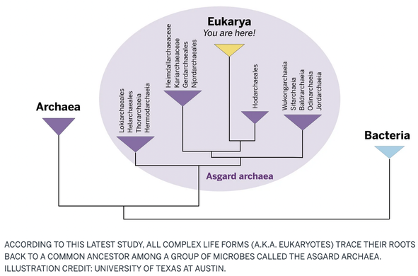 A family tree of Bacteria, Archea, the Asgard branch of Archea containing the branches that gave rise to Eukaryotic cells.