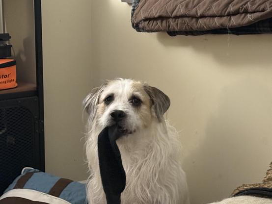 Our sock monster, the family dog. With a sock in his mouth.