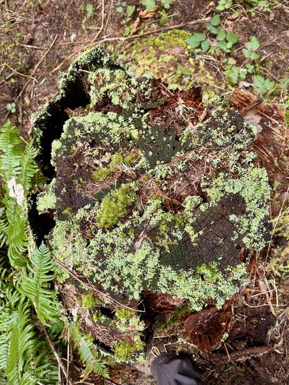 The oval shaped top surface of a sawn tree stump is decorated with patches of different kinds of moss and lichen.