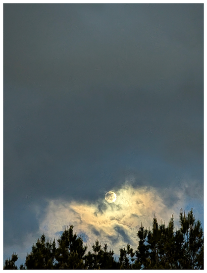 an almost-full moon low in the sky above a row of pine treetops along the bottom. the moon illuminates and area of dense clouds below. the top 2/3 of the picture is a solid block of gray clouds over a pale blue sky.